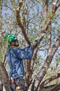 Southwest New Mexico Community Forestry Project