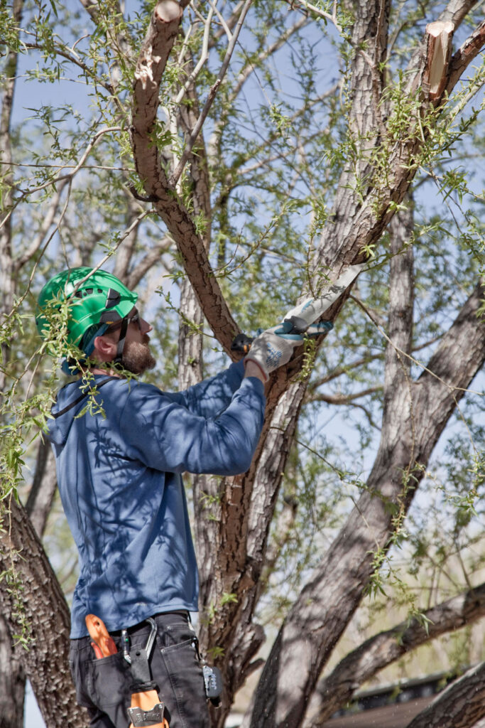 Southwest New Mexico Community Forestry Project