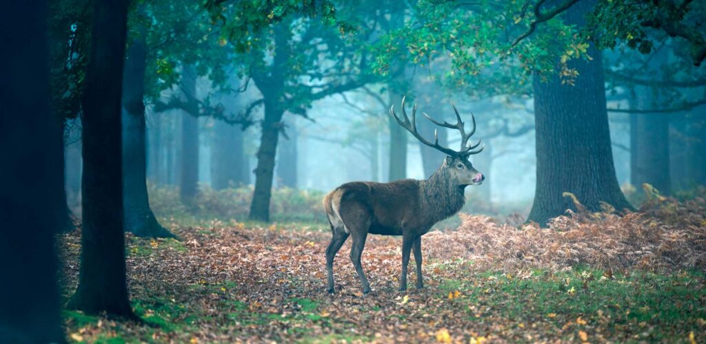 Wildlife Information Network (WIN)