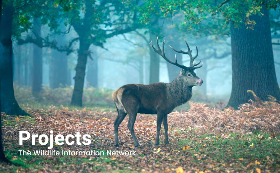 Wildlife Information Network (WIN)