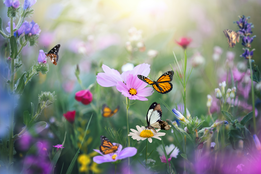 The Wildlife Information Network